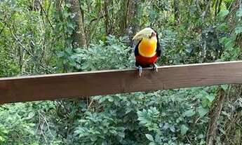 Imagem: Aluga-se casa na Costa da lagoa