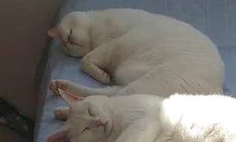 Imagem 6: Vaga de quarto para meninas no Córrego Grande