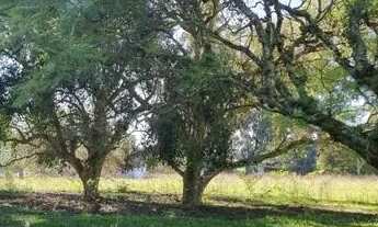 Imagem 6: Velleda oferece bonito sítio, 12 hectares, na Águas Claras