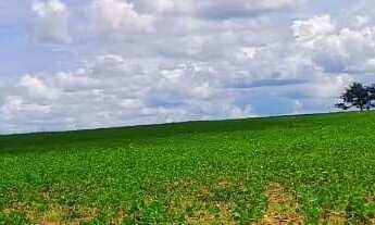 Imagem 5: Fazenda de 127 alq em Bela Vista Go