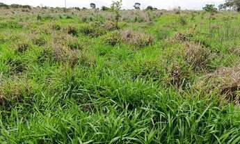 Imagem 3: Linda sítio a venda todo empastado