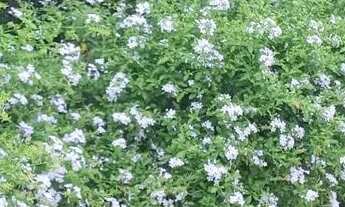 Imagem: Oportunidade Casa