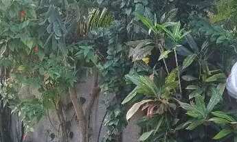 Imagem 3: Terreno em Porto do Sauipe, Loteamento Iemanjá medindo 8 x 16 metros