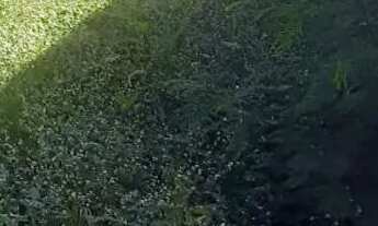 Imagem: Bairro canelas Lote Murado e Escriturado!!