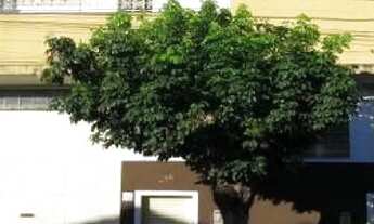 Imagem: Casa Sobrado em Campos Elíseos - Ribeirão