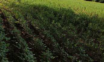 Imagem 6: Chácara 20mil MTS