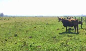 Imagem 4: Magnífico Sítio 9 hectares em Águas claras, as margens do asfalto
