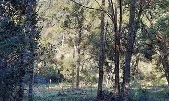 Imagem 4: Chácara com casa de 3 dormitórios à venda, 14700 m² por R$ 530.000 - Santa Tereza - Urubic