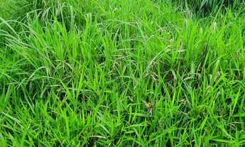 Imagem 6: Sitio 22 hectares valor 195.000