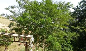 Imagem 4: Sítio em Estrada da Aparecida - Bairro da Barra - Salesópolis/SP