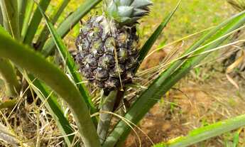 Imagem 2: Sítio Frutífero com lagoa em Mogi das Cruzes