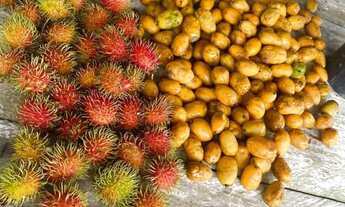 Imagem 5: Sítio na comunidade canaã