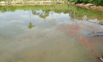 Imagem 6: Vendo colônia em Sena Madureira