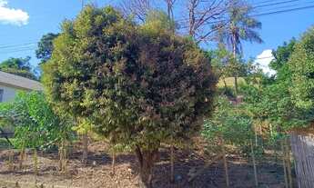 Imagem: Terreno em Leopoldina MG