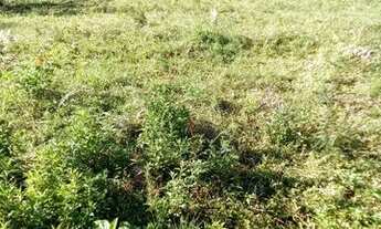 Imagem 3: Terreno com baixadão na Barreira, a 20 minutos de Visconde de Mauá, com escritura e regist