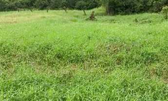 Imagem: Terreno em são Francisco do sul