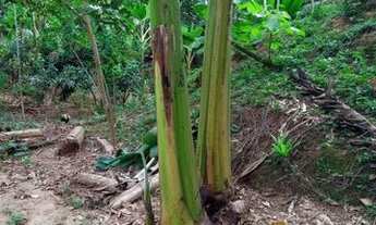 Imagem 7: Excelente terreno a venda!