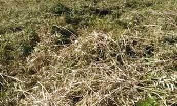 Imagem 4: Terreno plano e seco no Jd cibratel 2 mede 12 por 35 em Itanhaém