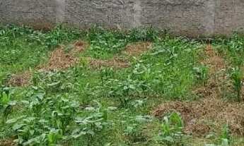 Imagem 3: Exelente lote comercial no arapoangas DF