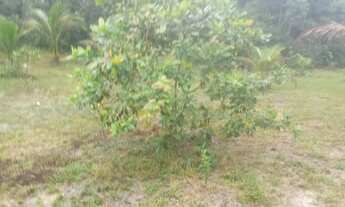 Imagem 7: Sitio am 010 km52