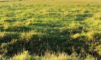 Imagem 2: Magnífico Sítio 9 hectares em Águas claras, as margens do asfalto