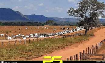 Imagem 3: Fazenda à Venda, 4.095 Alqueires Por R$ 240.000.000 - Ouro - Barra do Ouro/to