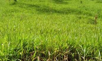 Imagem 2: Terreno perfeito para sua chácara em Mairique no bairro das moreiras