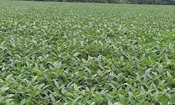 Imagem 4: Fazenda em Pedro Afonso/Santa Maria