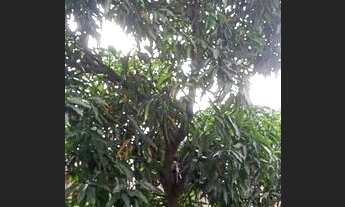 Imagem 6: Vendo casa Casa com 2 dormitórios