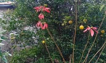 Imagem 5: Chácara 5.000 m²...Água por gravidade...144.900.00