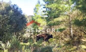 Imagem 4: Lote em Est Bracatinga - Contendas - São Francisco de Paula/RS