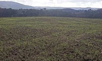 Imagem 7: Fazenda de 63ha, ótima para plantio, com várias nascentes em Otacílio Costa