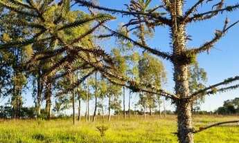 Imagem 5: Sítio 4 hectares com açude em Águas claras, oportunidade!