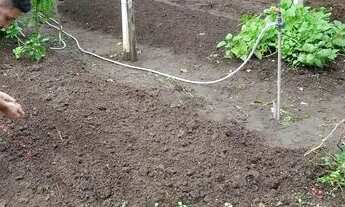 Imagem 3: Granja em Limoeiro