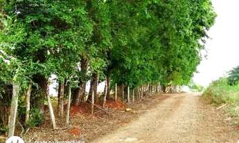 Imagem 2: Sítio de 4,80 hectares com 2 casas, barracão, pasto, área de plantio, 1,6 km do rio Tib