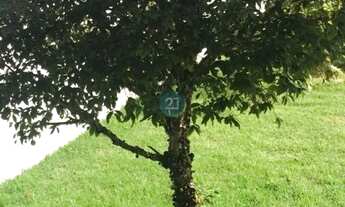 Imagem 7: Alugo Casa com 03 dormitórios (01 suíte), 01 escritótio, área gourmet, piscina, 04 vagas