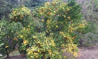 Imagem 2: Sitio 10 alqueires. em Piracaia SP