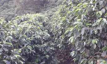 Imagem 3: Propriedade em Simonésia MG