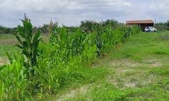Imagem 4: Vendo roça na Carnaiba do Sertão