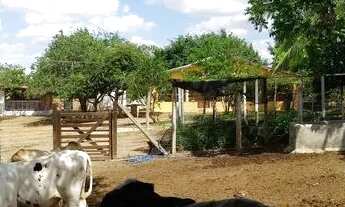 Imagem 4: Granja em Limoeiro