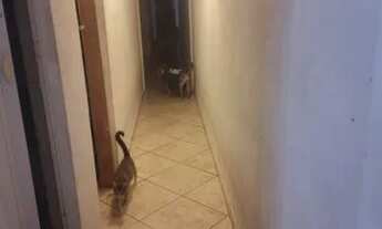 Imagem 2: Alugar casa Casa com 3 dormitórios