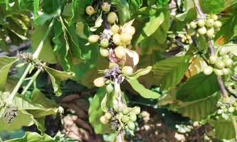 Imagem 2: Chácara Chácara com venda por R$180.000