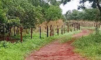 Imagem 5: Fazenda 7 alqueiros 100% formada