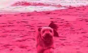 Imagem 5: Casa 3 Quartos com 3 Suítes e 204m² - Rio Tavares