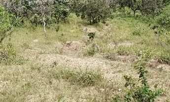 Imagem 2: Vendo terreno rural no girassol