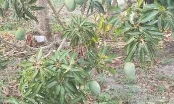 Imagem 5: CHÁCARA ESCRITURADA