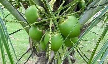 Imagem 5: Sítio com lagoa em Caratinga