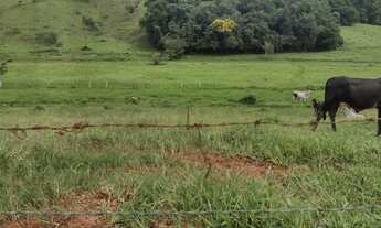 Imagem 2: Ótimo Sítio de 6,5 Alqueires, em São José do Alegre, Sul de Minas Gerais!