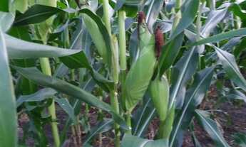 Imagem 2: FAZENDA EM RAFAEL JAMBEIRO - 900 TAREFAS