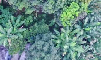 Imagem 2: Arniqueira - Lote grande